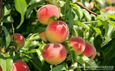 原汁原味的大围山红桃品种